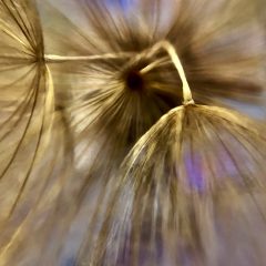 Inner Beauty of the Common Dandelion by Gretchen Schneider