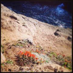 Indian Paintbrush by Simona Carini