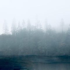 Dawn, Annaghmakerrig 2024 by Marsha McDonald